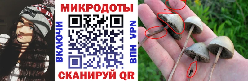Купить закладки Починок Псилоцибиновые грибы Cubensis